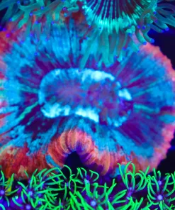 Wysiwyg Open Brain Coral (C74)