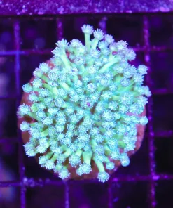 Wysiwyg Flowerpot Colony (C75)