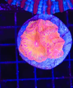 Wysiwyg Blastomussa Maxima (C78)