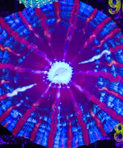 Wysiwyg Indophylia (C79)