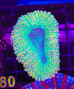 Wysiwyg Lobo Coral (C80)