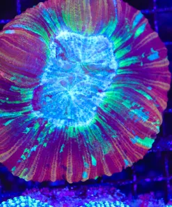 Wysiwyg Open Brain Coral (C82)