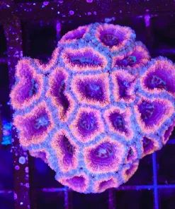 Wysiwyg Acan Coral COlony (C84)