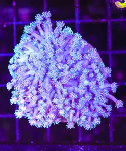 Wysiwyg Flowerpot Colony (C86)