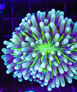 Wysiwyg Long Tentacle Plate Coral (C87)