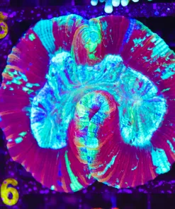 Wysiwyg Open Brain Coral (C88)