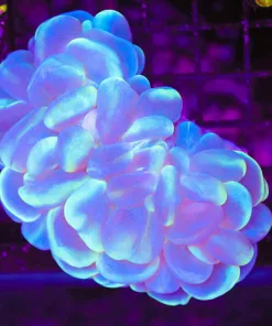 Wysiwyg Bubble Coral (C90)