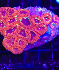 Wysiwy Blastomussa Coral  (C93)