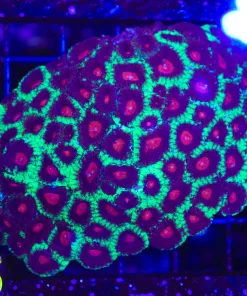 WYsiwyg Favia Colony (C95)