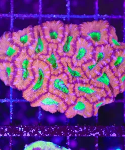Wysiwyg Unique Acan Coral Colony (C98)
