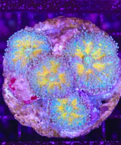 Wysiwyg Yuma Coral COlony (C99)