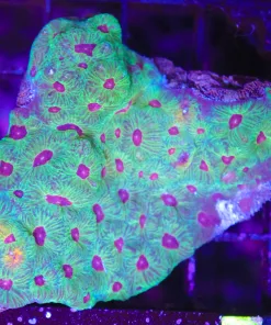 Wysiwyg Favia Coral C101)