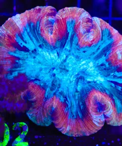 Wysiwyg Open Brain Coral (C102)