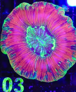 Wysiwyg Open Brain Coral (C103)