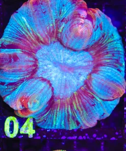 Wysiwyg Open Brain Coral (C104)