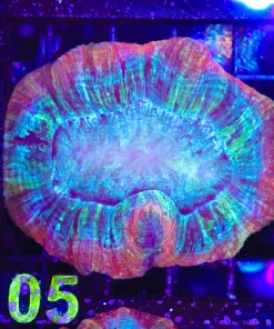 Wysiwyg Open Brain Coral (C105)