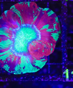 Wysiwyg Open Brain Coral (C106)