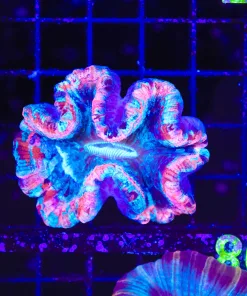 Wysiwyg Open Brain Coral (C107)