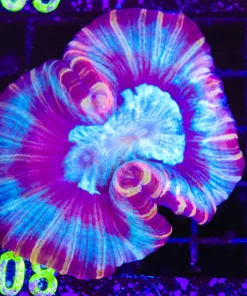 Wysiwyg Open Brain Coral (C108)