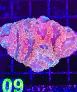 Wysiwyg Blastomussa Coral (C109)