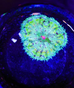 WYsiwyg Ultra Max Mini Carpet Anemone (C111)