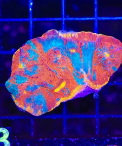 Wysiwyg Swirled Chalice Coral Colony   (C113)