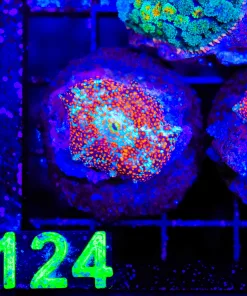 Wysiwyg Frosted Ultimate Interstellar Mushroom (C124)