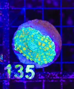 Wysiwyg Rhodactis Bryiodes Mushroom *RARE* (C135)