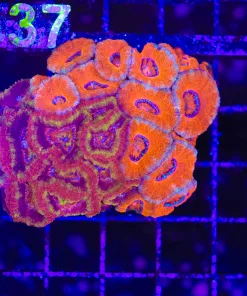 Wysiwyg Fused Acan Coral Colony  (C136)