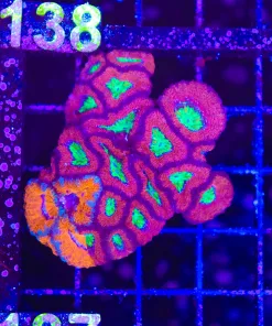Wysiwyg Fused Acan Coral Colony   (C137)