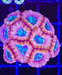 Wysiwyg Mini Unique Acan Coral Colony (C138) *Free shipping no minimum spend!*