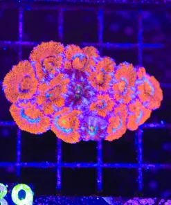 Wysiwyg Bicolor Fused Acan Coral Colony (C139)