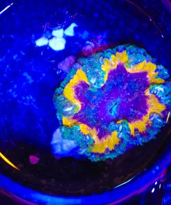 Wsiwyg Rock Flower Anemone ( C130 - A)