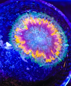 Wsiwyg Rock Flower Anemone ( C130 - B)