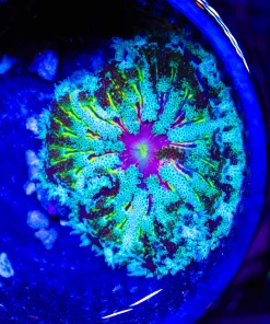 Wysiwyg Ultra Max Mini Anemone (C141)