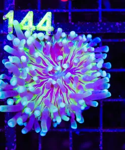 Wysiwyg Long Tentacle Plate Coral (C143)