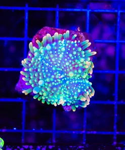 Wysiwyg One Of A Kind Yuma (C153) *Free shipping ! No Minimimum livestock spend*