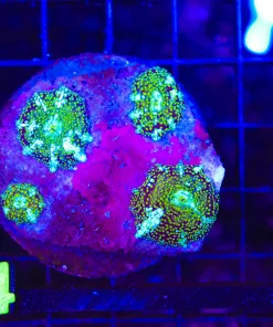 Frosted Green Interstellar Mushroom * sold individually* (C154)