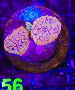 Wysiwyg Unique Rhodactis x 2 (C156) *Free shipping no minimum spend!*