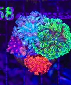 Wysiwyg Flowerpot Combo (C157)