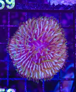 Wysiwyg Plate Coral (C158)