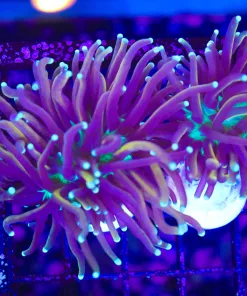 Wysiwyg Torch Coral  (C160)