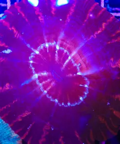 Wysiwy Large Indophylia (C77)