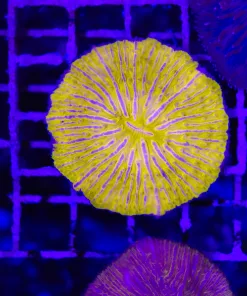 Wysiwyg Super Bright Plate Coral (C140)