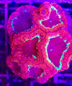 Wysiwyg Blastomussa (C52)