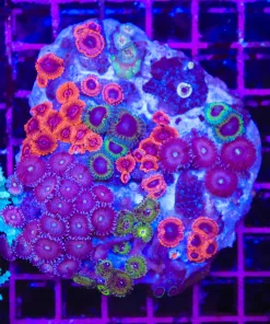 Wysiwyg Crazy Zoanthid Combo Rock(C49)