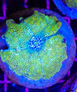 Wysiwyg Massive Golden Leopard Mushrom (C55)