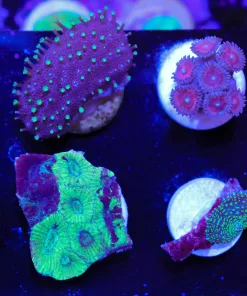 WYSIWYG 8 Piece Frag pack #1 (FP1) Max 1 Frag Pack Per Order