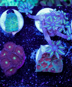 WYSIWYG 8 Piece Frag pack #3 (FP3) Max 1 Frag Pack Per Order