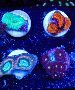 WYSIWYG 8 Piece Frag pack #4 (FP4) Max 1 Frag Pack Per Order